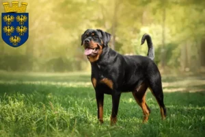 Read more about the article Rottweiler breeders and puppies in Lower Austria