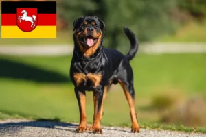 Read more about the article Rottweiler breeders and puppies in Lower Saxony