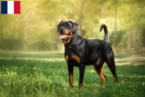 Read more about the article Rottweiler breeders and puppies in Mayotte