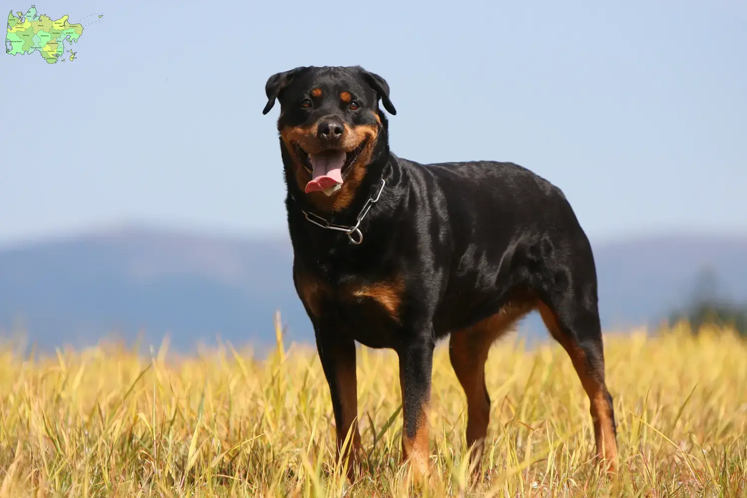 Read more about the article Rottweiler breeders and puppies in Midtjylland