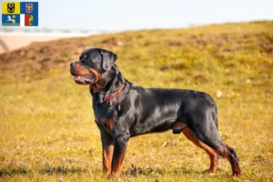 Read more about the article Rottweiler breeders and puppies in Moravia-Silesia