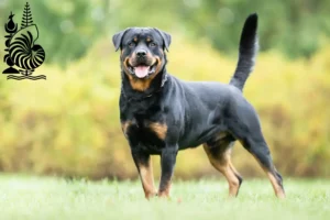 Read more about the article Rottweiler breeders and puppies in New Caledonia