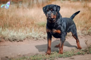 Read more about the article Rottweiler breeders and puppies in Nordjylland