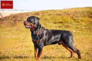 Read more about the article Rottweiler breeders and puppies in Occitania