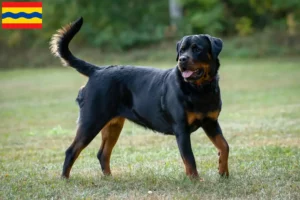 Read more about the article Rottweiler breeders and puppies in Overijssel