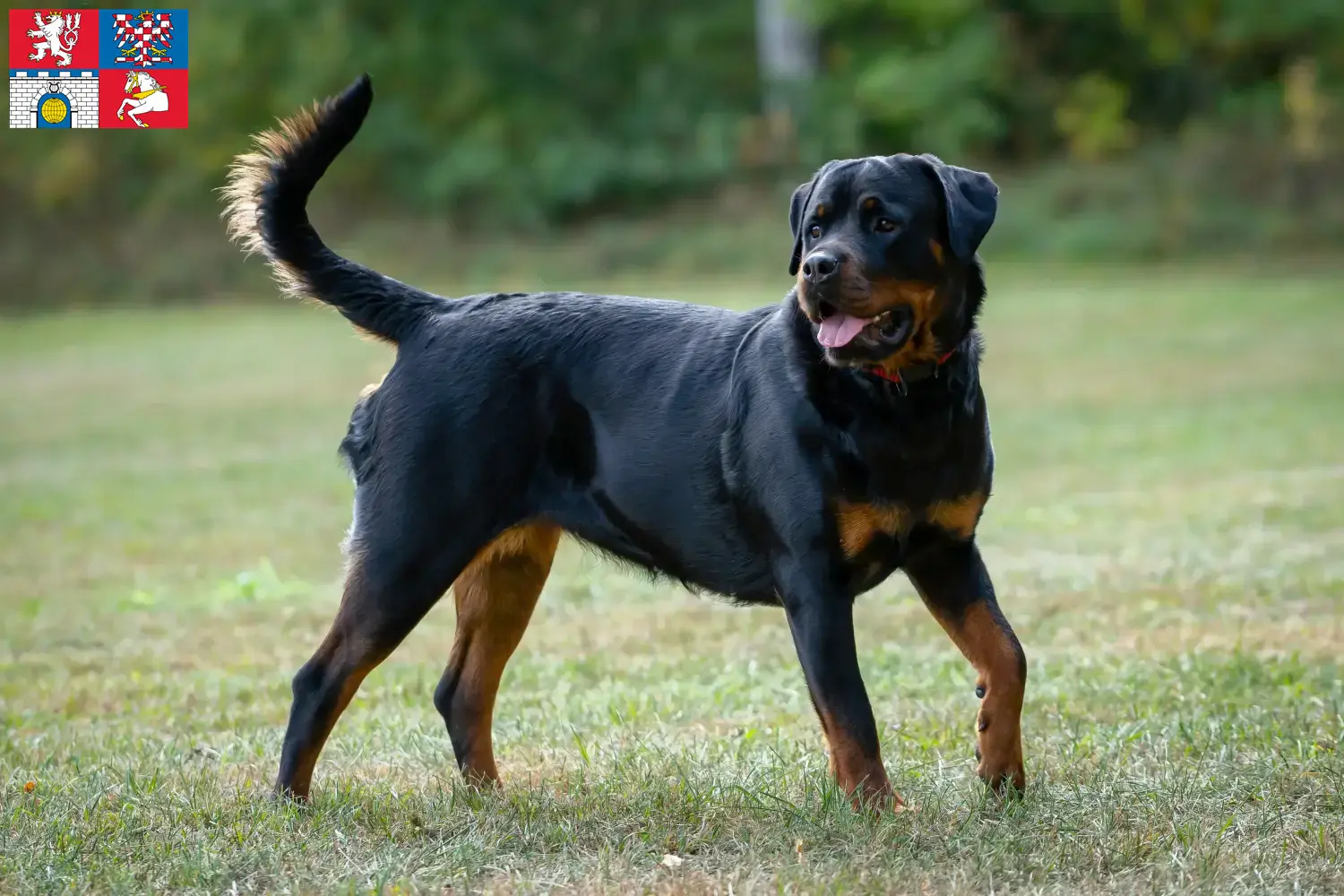 Read more about the article Rottweiler breeders and puppies in Pardubice