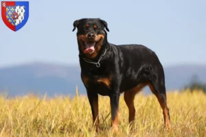 Read more about the article Rottweiler breeders and puppies in Pays de la Loire