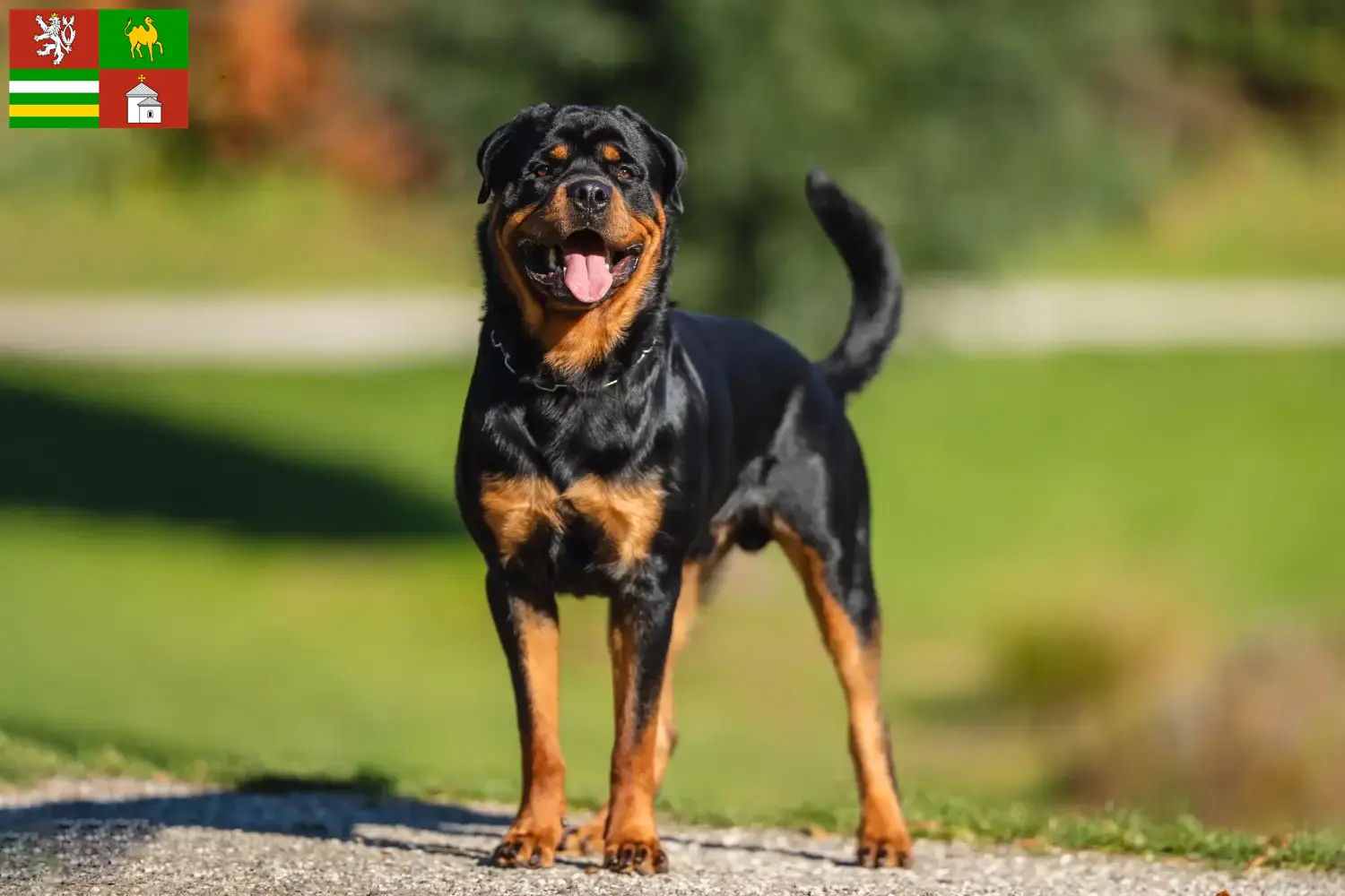 Read more about the article Rottweiler breeders and puppies in Pilsen