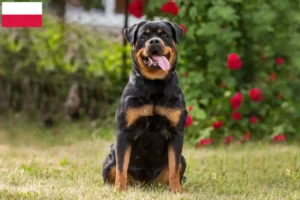 Read more about the article Rottweiler breeders and puppies in Poland