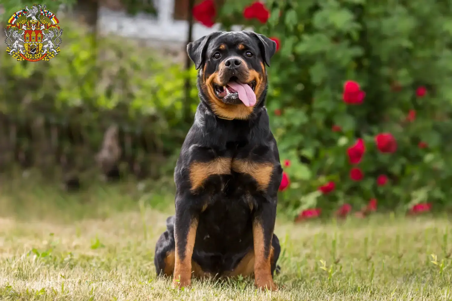 Read more about the article Rottweiler breeders and puppies in Prague