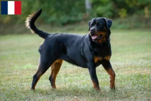 Read more about the article Rottweiler breeders and puppies on Réunion