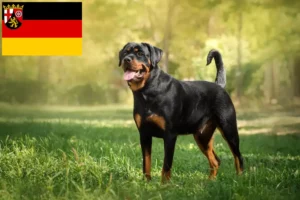 Read more about the article Rottweiler breeders and puppies in Rhineland-Palatinate