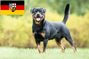 Read more about the article Rottweiler breeders and puppies in Saarland