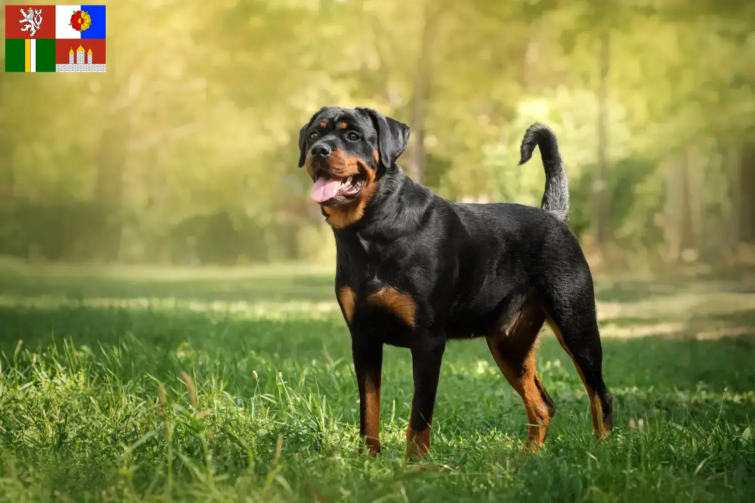 Read more about the article Rottweiler breeders and puppies in South Bohemia