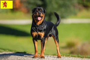 Read more about the article Rottweiler breeders and puppies in South Holland