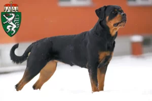 Read more about the article Rottweiler breeders and puppies in Styria