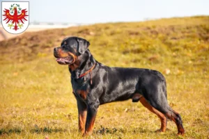 Read more about the article Rottweiler breeders and puppies in Tyrol