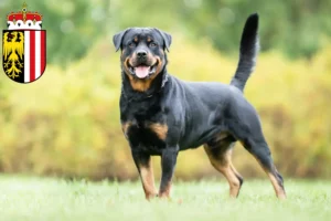 Read more about the article Rottweiler breeders and puppies in Upper Austria