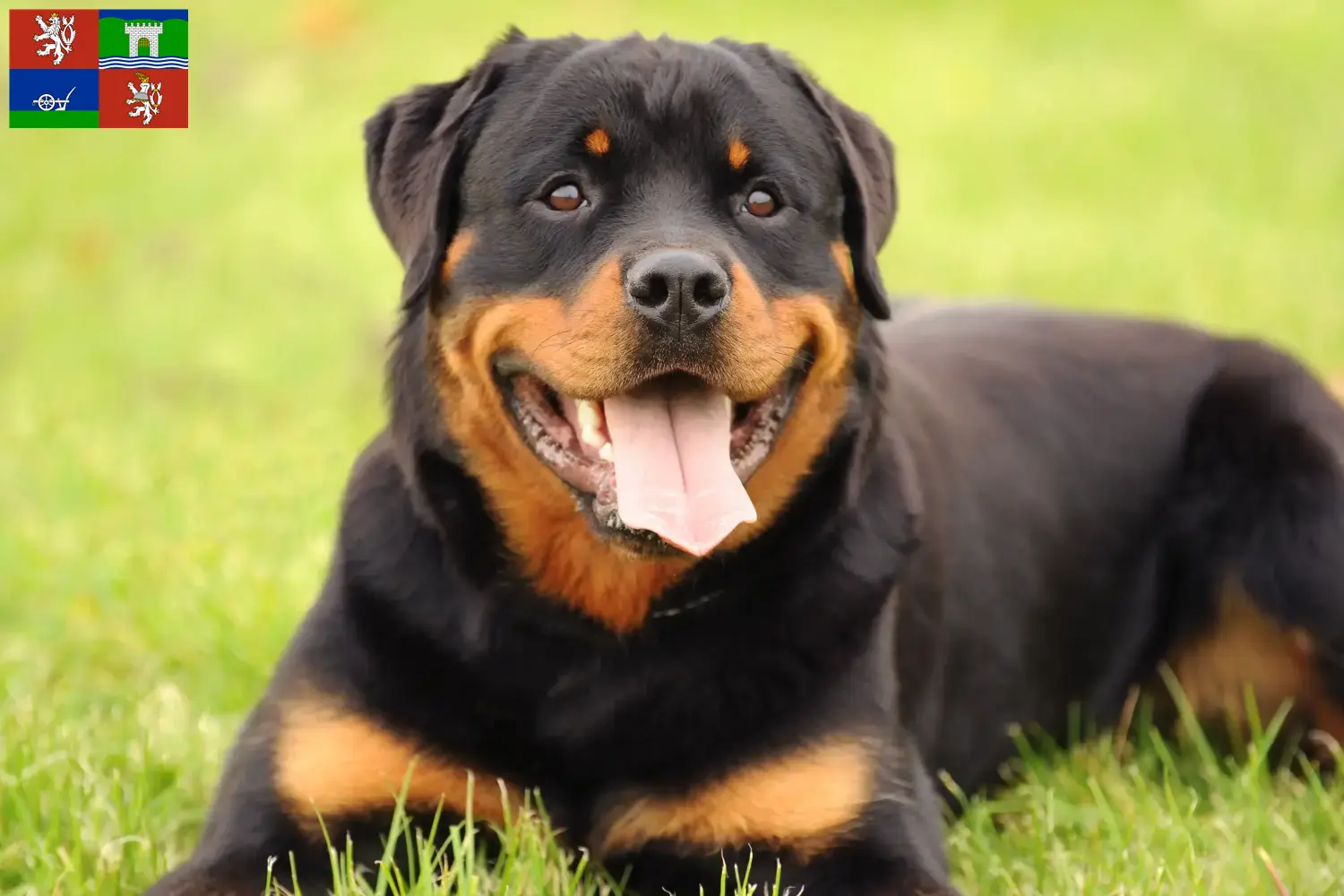 Read more about the article Rottweiler breeders and puppies in Ústí