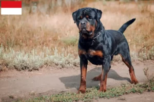 Read more about the article Rottweiler breeders and puppies in Vienna