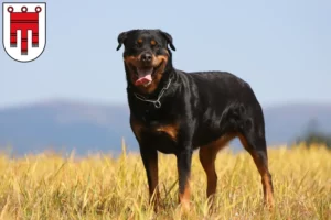 Read more about the article Rottweiler breeders and puppies in Vorarlberg