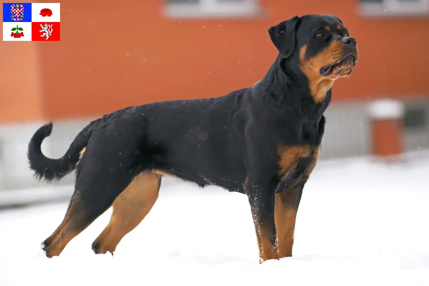 Read more about the article Rottweiler breeders and puppies in Vysočina