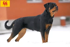 Read more about the article Rottweiler breeders and puppies in Walloon Region