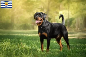 Read more about the article Rottweiler breeders and puppies in Zeeland