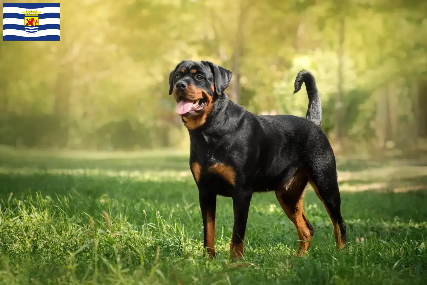 Read more about the article Rottweiler breeders and puppies in Zeeland