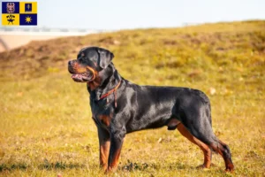 Read more about the article Rottweiler breeders and puppies in Zlín