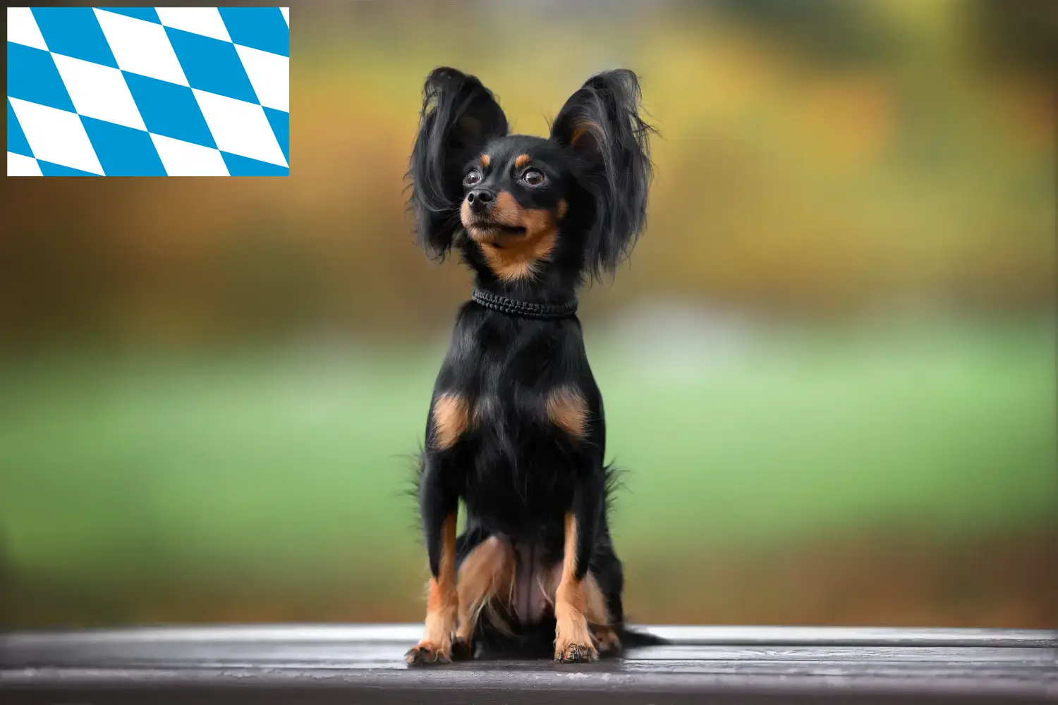 Read more about the article Russkiy Toy breeders and puppies in Bavaria