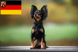 Read more about the article Russkiy Toy breeders and puppies in Rhineland-Palatinate