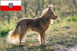 Read more about the article Russkiy Toy breeders and puppies in Thuringia