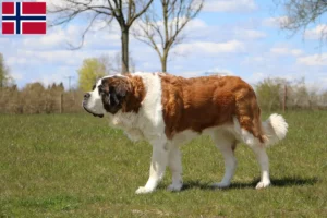 Read more about the article Saint Bernard breeders and puppies in Norway