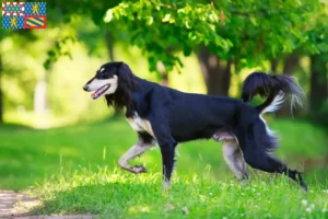 Read more about the article Saluki breeders and puppies in Bourgogne-Franche-Comté