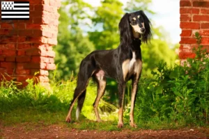 Read more about the article Saluki breeders and puppies in Brittany