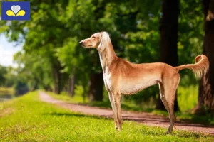 Read more about the article Saluki breeders and puppies in the Brussels-Capital Region