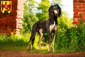 Read more about the article Saluki breeders and puppies in Burgenland