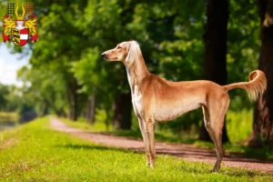 Read more about the article Saluki breeders and puppies in Carinthia