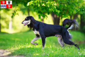 Read more about the article Saluki breeders and puppies in Central Bohemia