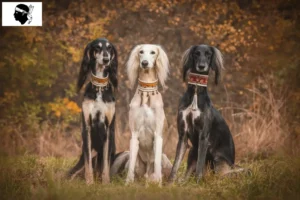 Read more about the article Saluki breeders and puppies in Corsica