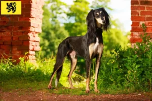 Read more about the article Saluki breeders and puppies in Flanders