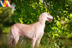 Read more about the article Saluki breeders and puppies in Grand Est