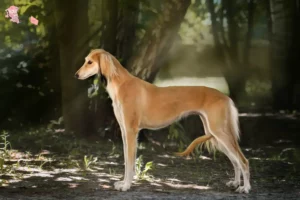 Read more about the article Saluki breeders and puppies in Hovedstaden