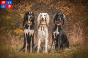 Read more about the article Saluki breeders and puppies in Hradec Králové