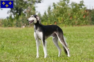 Read more about the article Saluki breeders and puppies in Île-de-France