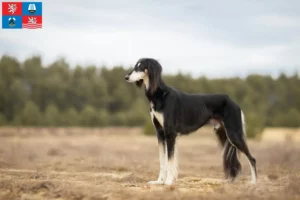 Read more about the article Saluki breeders and puppies in Karlsbad