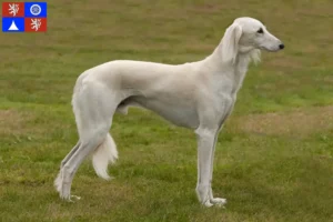 Read more about the article Saluki breeders and puppies in Liberec