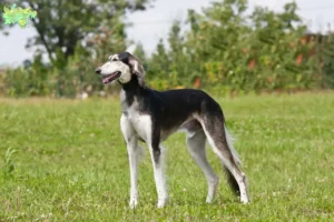 Read more about the article Saluki breeders and puppies in Midtjylland