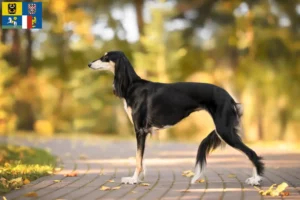 Read more about the article Saluki breeders and puppies in Moravia-Silesia